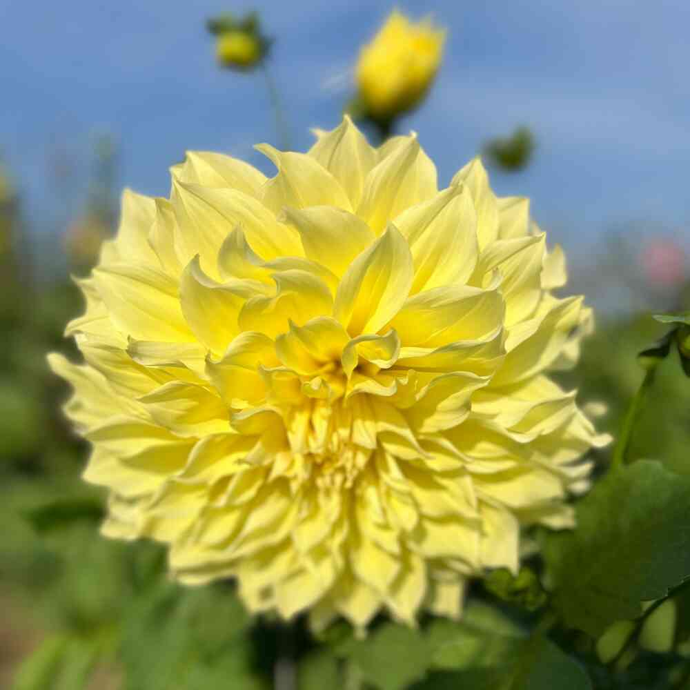 Dekorativdahlia 'Kelvin Floodlight'