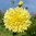 Dekorativdahlia 'Kelvin Floodlight'