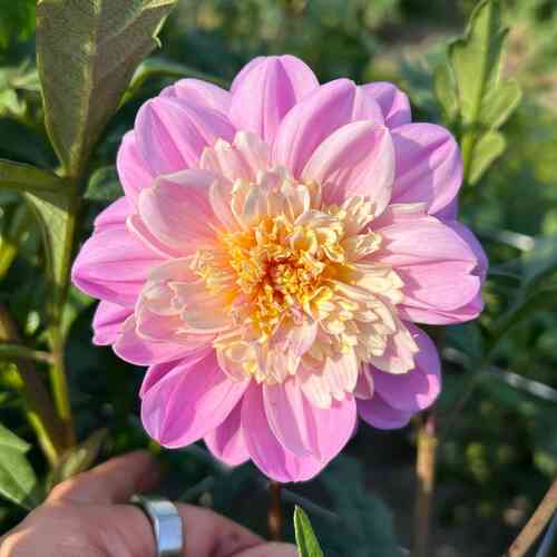 Anemondahlia 'Take Off'