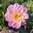 Anemondahlia 'Take Off'