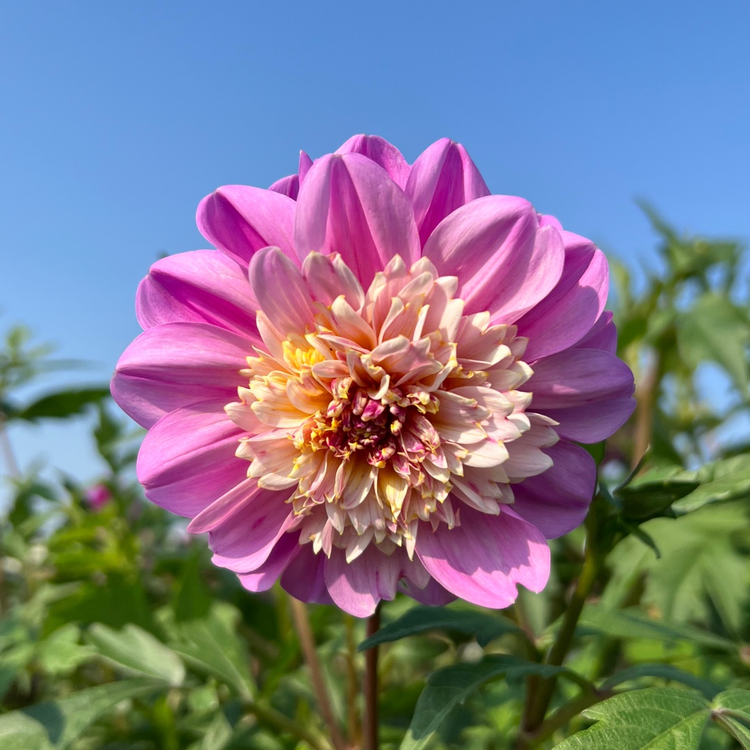 Anemondahlia 'Take Off'