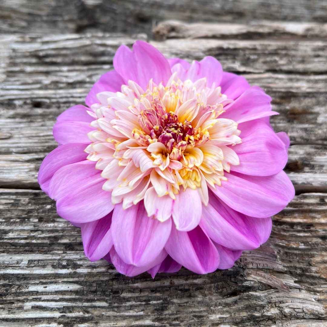 Anemondahlia 'Take Off'