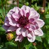Koristedaalia 'Creme de Cassis'