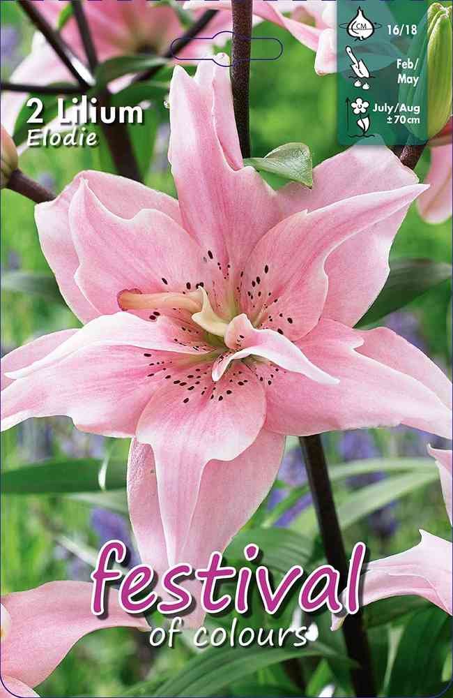 Lilja 'Elodie'