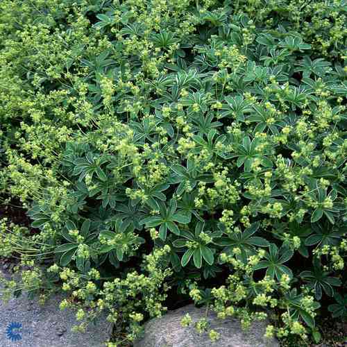 Alchemilla alpina