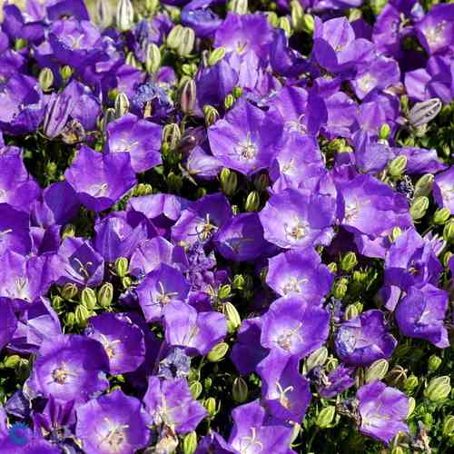 Campanula carpatica 'Pearl Blue'