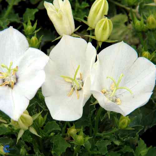  Campanula carpatica 'Pearl White'