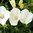 Campanula carpatica 'Pearl White'