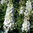 Delphinium Magic Fountains 'Pure White'