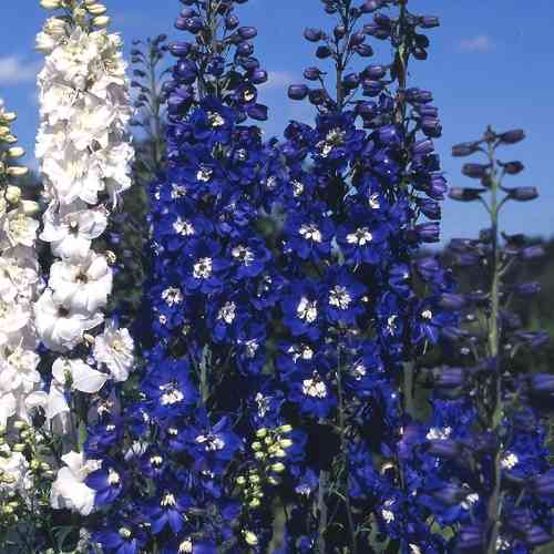 Delphinium Magic Fountains 'Dark Blue'