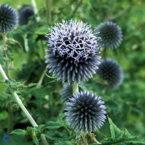 Echinops ritro