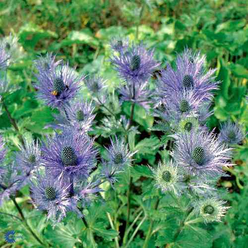 Alppipiikkiputki 'Blue Star'