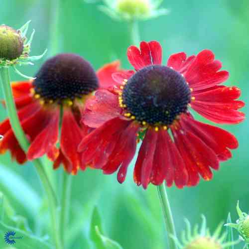 Helenium autumnale 'Moerheim Beauty'