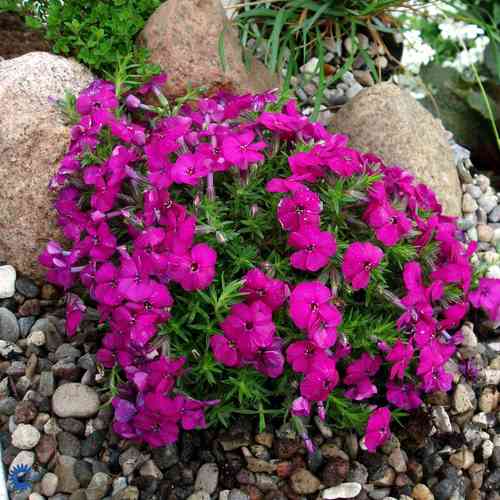 Phlox douglasii 'Red Amiral'