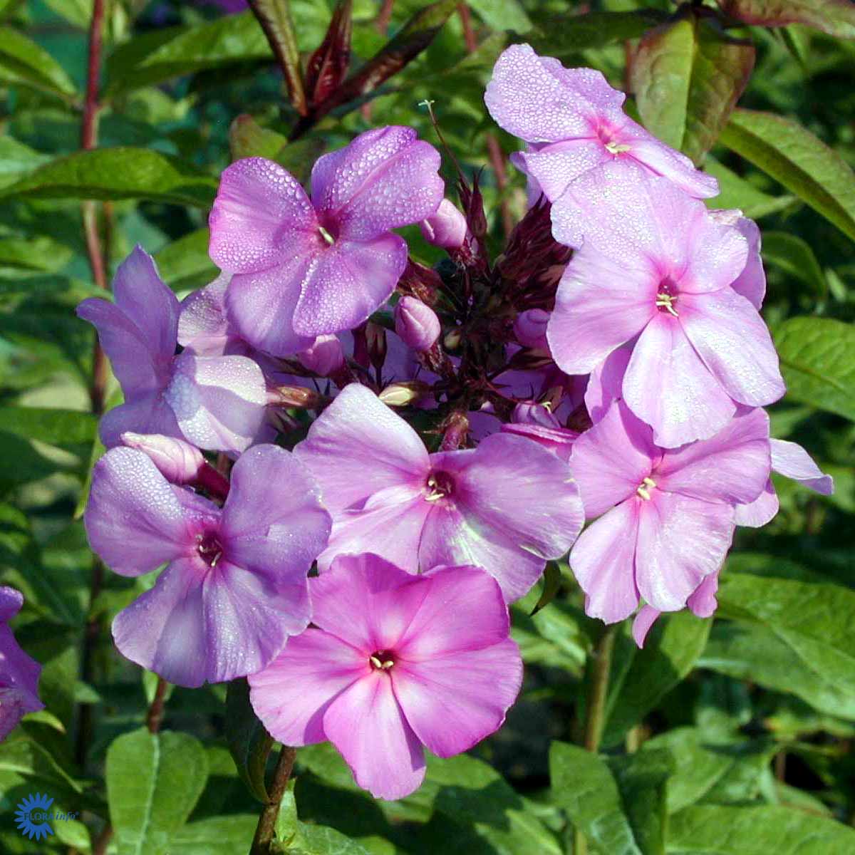 Syysleimu 'Amethyst'