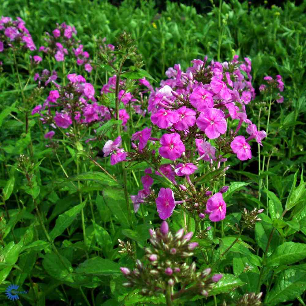 Syysleimu 'Amethyst'