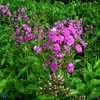Syysleimu 'Amethyst'