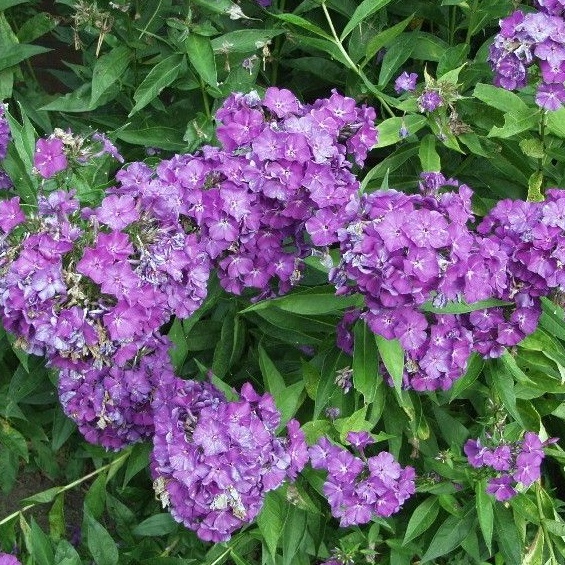 Syysleimu 'Amethyst'
