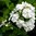 Phlox paniculata, Rembrant'