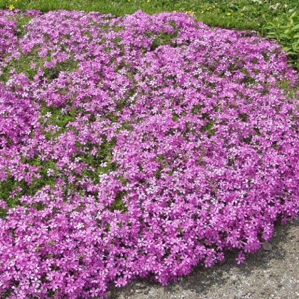 Sammalleimu 'Moerheimii'