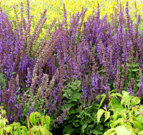 Salvia superba  'Dimension Blue'