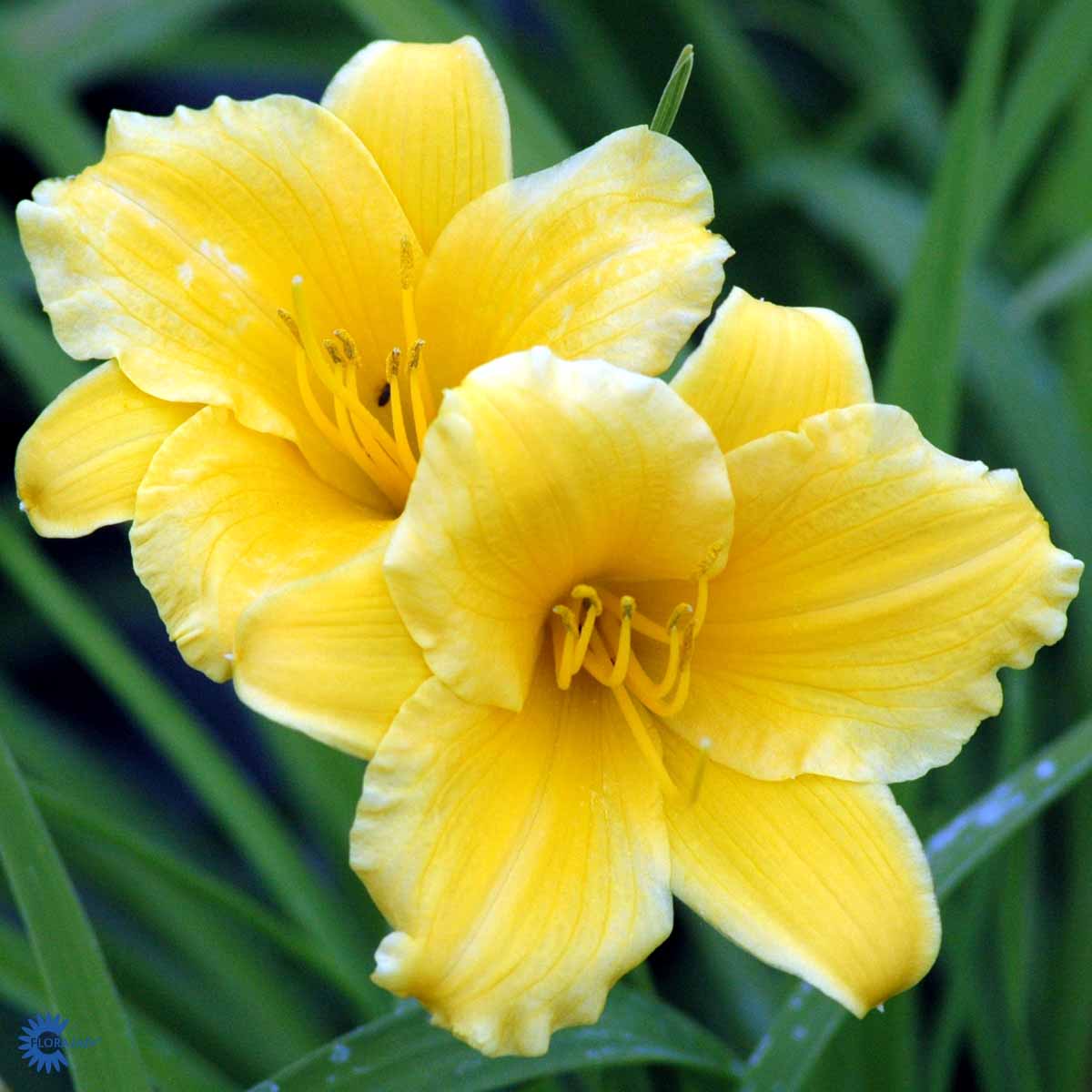 Hemerocallis hybr. 'Stella de D'oro'