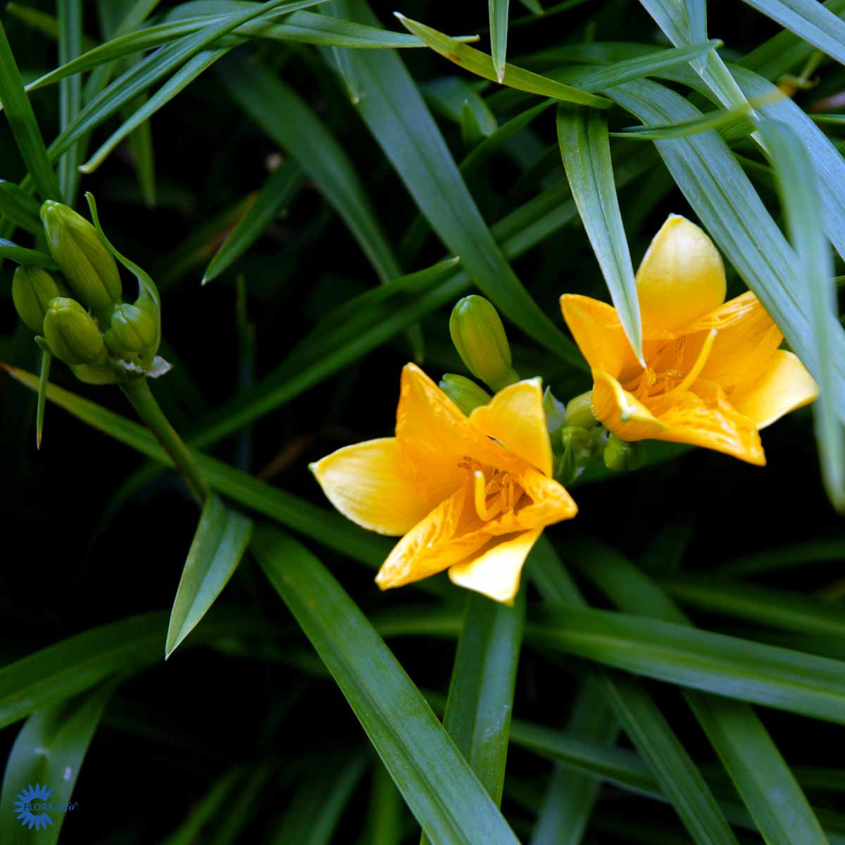 Hemerocallis hybr. 'Stella de D'oro'