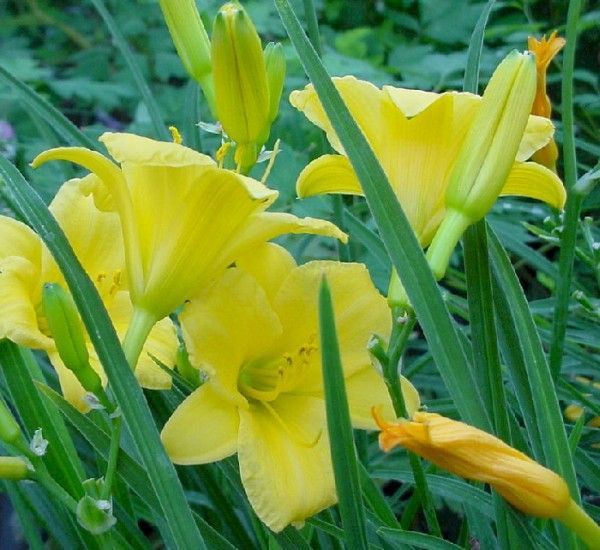 Hemerocallis hybr. 'Stella de D'oro'