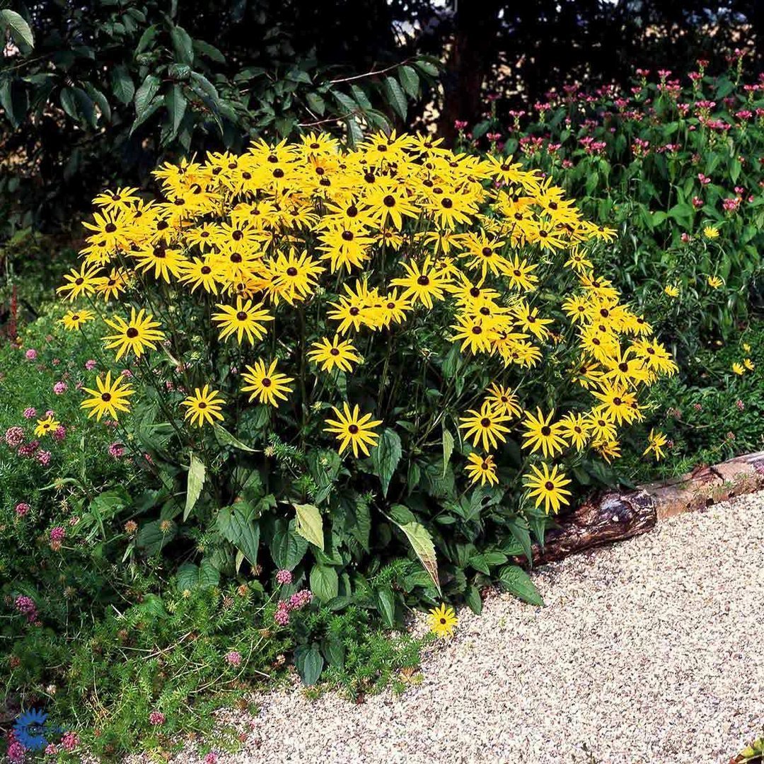 Rudbeckia fulgida var. sullivantii 