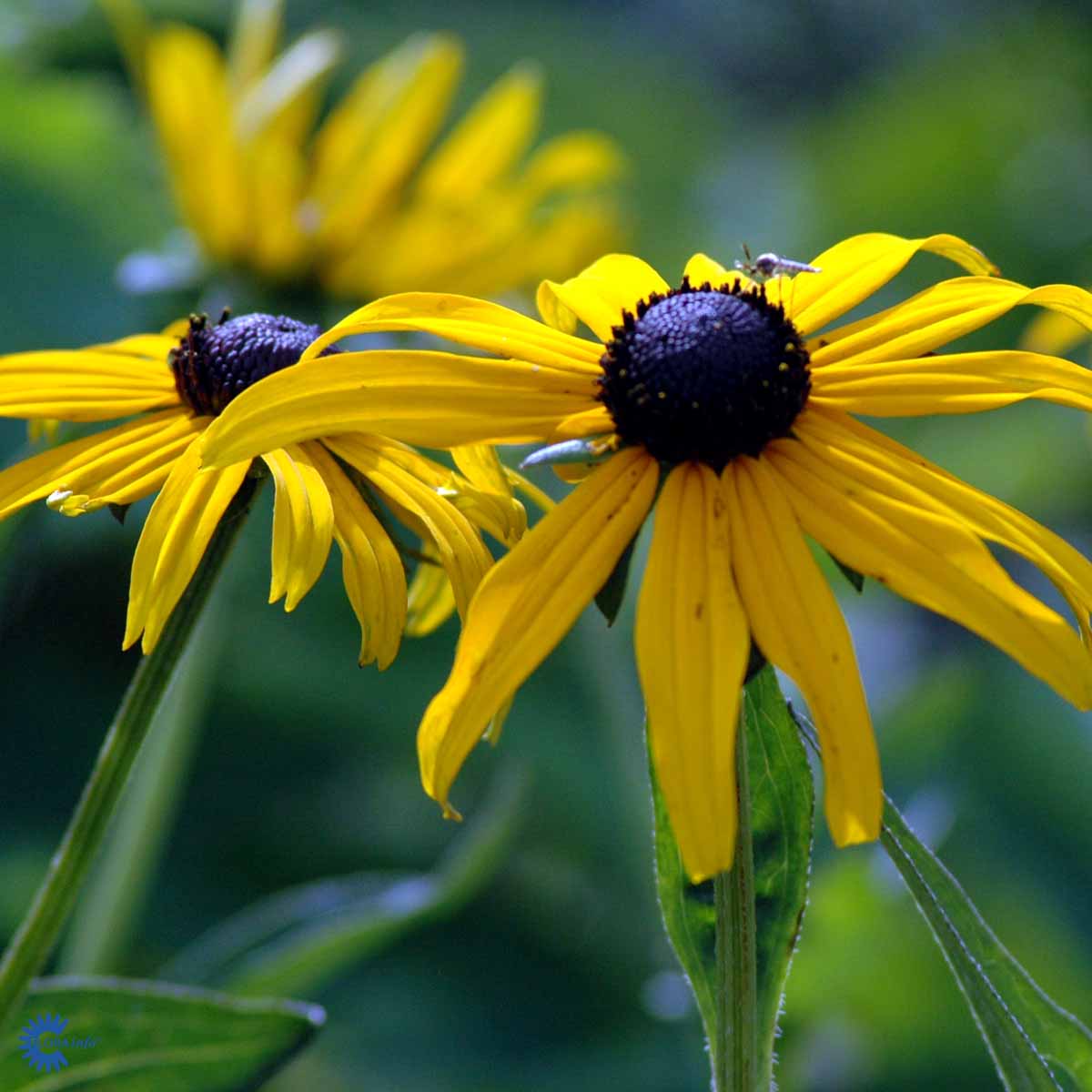 Rudbeckia fulgida var. sullivantii 