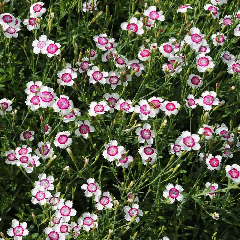 Ketoneilikka 'Arctic Fire'