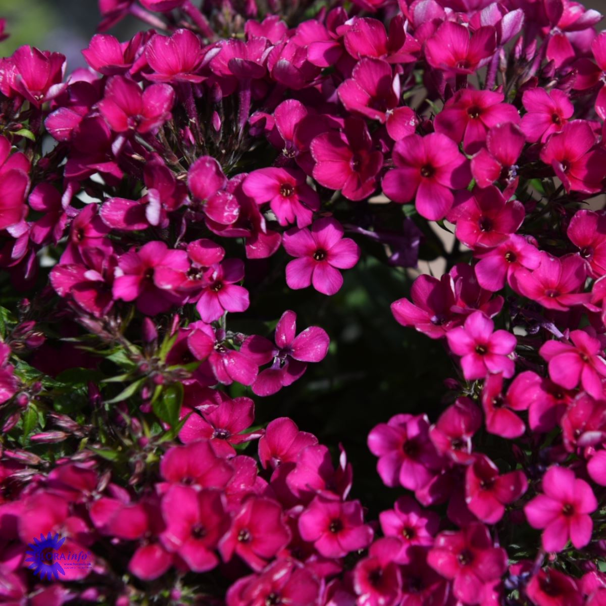 Syysleimu 'Early Cerise'