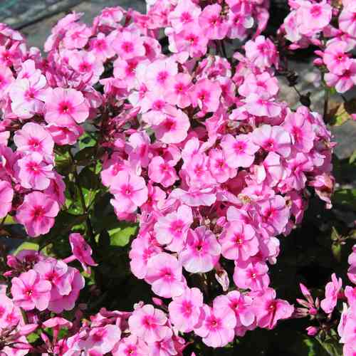 Syysleimu 'Pink Dark Eye'
