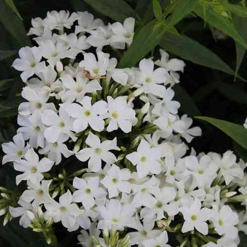 Syysleimu 'Early White'