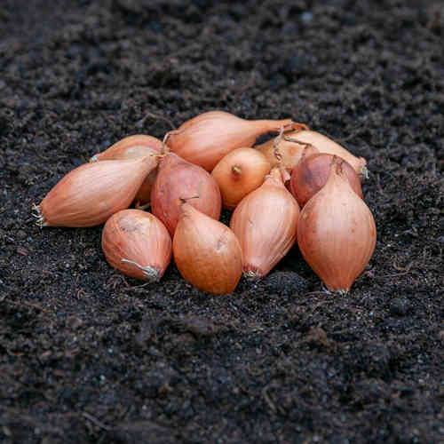 LUOMU Boga 250 g 