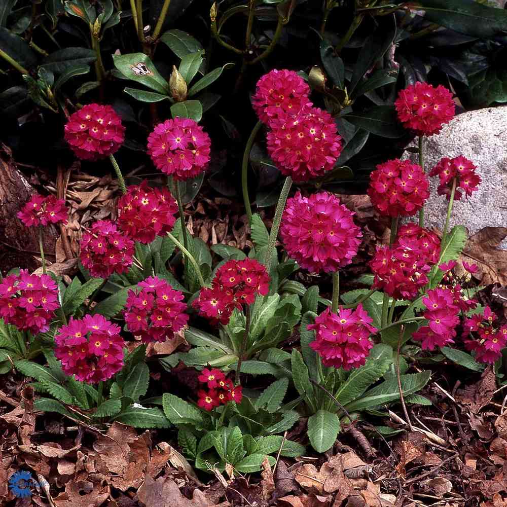 Palloesikko 'Rubin'