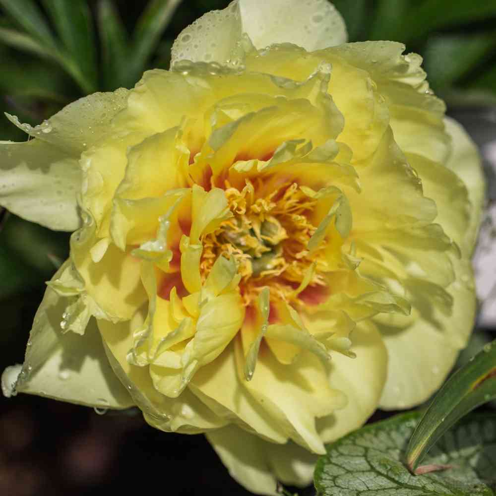 Paeonia 'Brazella', Itoh