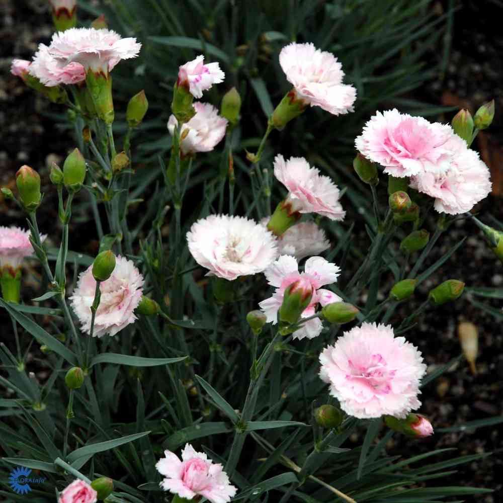 Sulkaneilikka 'Pike's Pink'