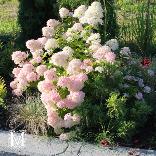 japaninhortensia-bobo-mustila-puutarha