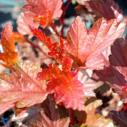 Heisiangervo 'Amber Jubilee'