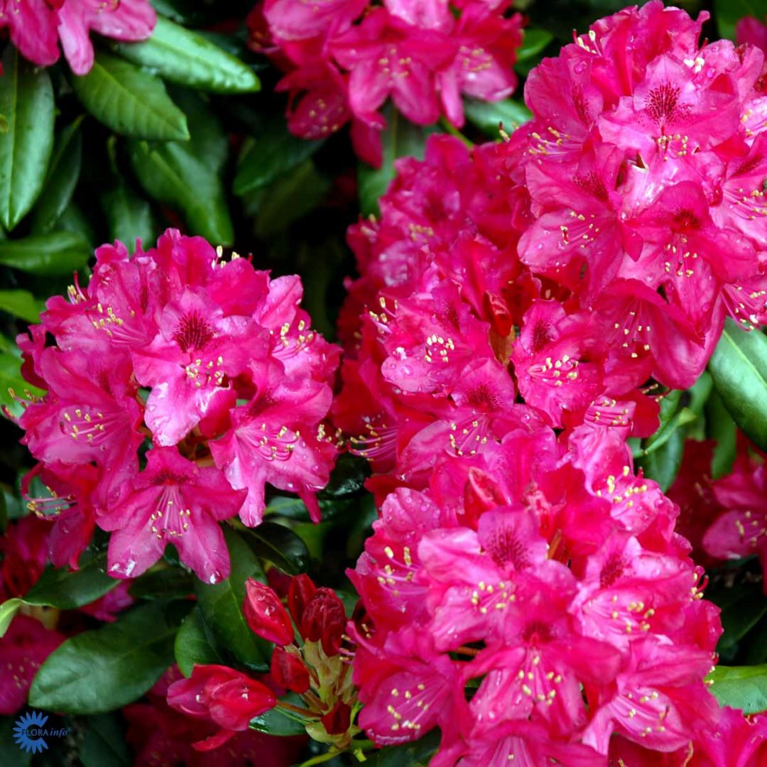Rhododendron 'Nova Zembla', 