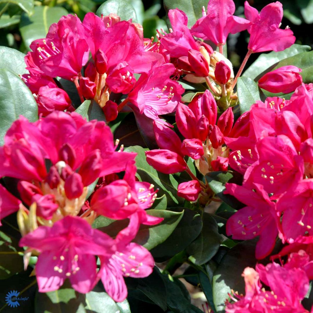 Rhododendron 'Nova Zembla', 