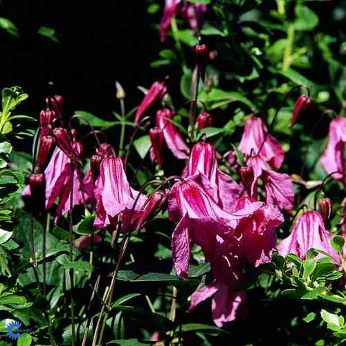 Clematis  'Aljonushka' , Integrifolia