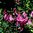Clematis 'Aljonushka' , Integrifolia