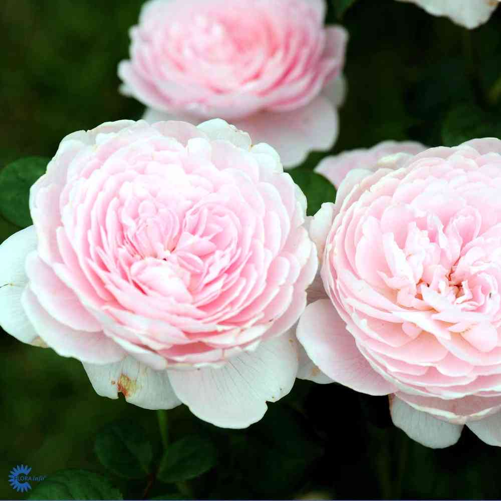 David Austin -ros 'Queen of Sweden' (Austiger)