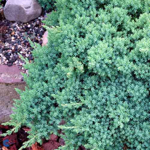  Juniperus procumbens 'Nana'