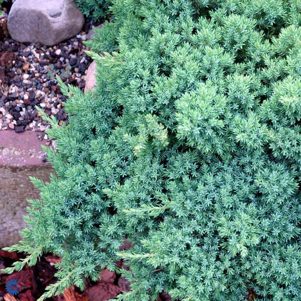 Juniperus procumbens 'Nana'