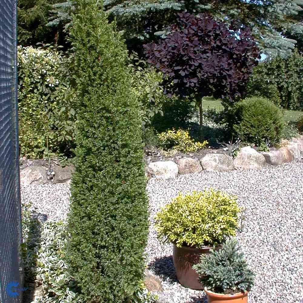 Juniperus communis 'Arnold'