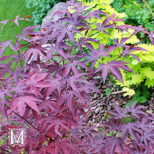 Röd japanlönn 'Atropurpureum' 100-125 cmcm