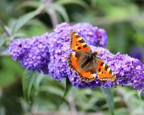 Buddleja